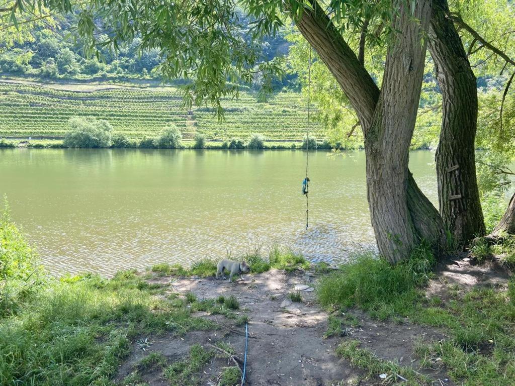 Lieblingsplatz Koblenz Villa Koblenz  Kültér fotó